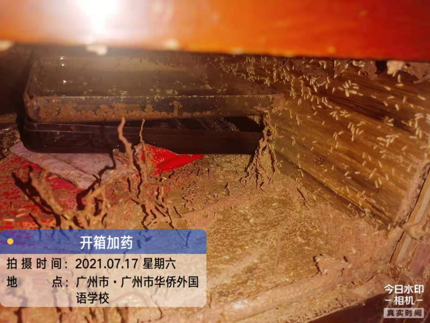 廣州華僑新村誘殺白蟻，效果非（fēi）常好