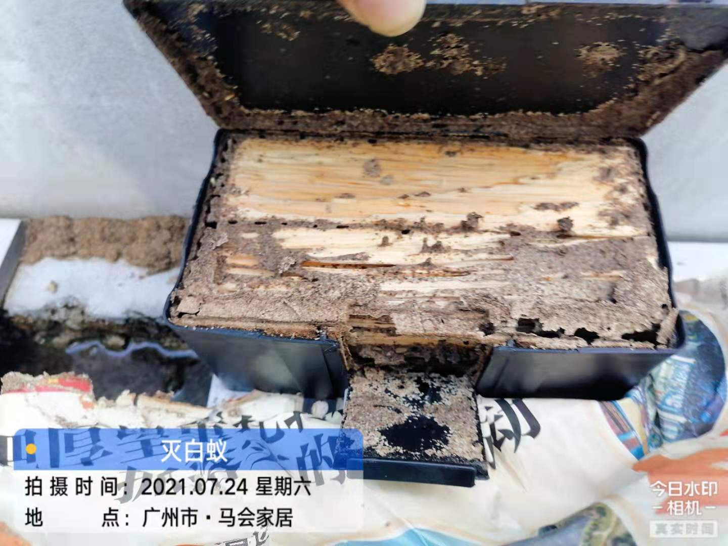 廣州（zhōu）馬會家居滅白蟻治白蟻防白蟻