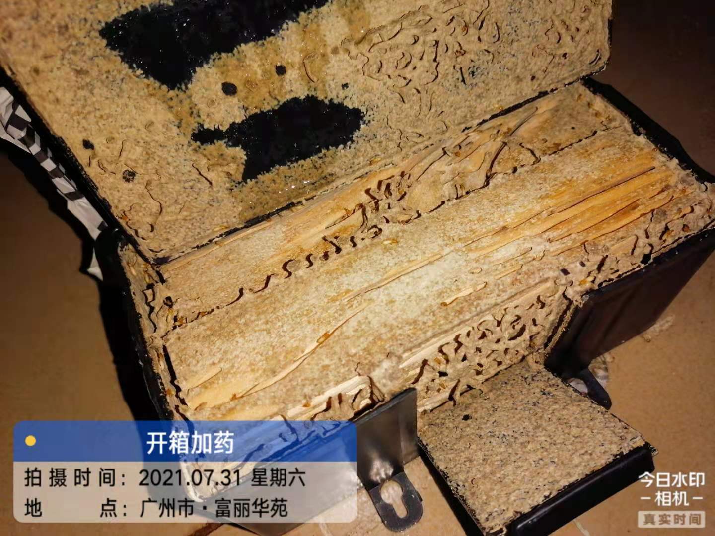 番禺大石開勝大廈滅白蟻——廣州市md短视频传媒免费白蟻防治有限公司上門服務