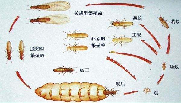 白蟻的生活習（xí）性和繁殖速度（dù）